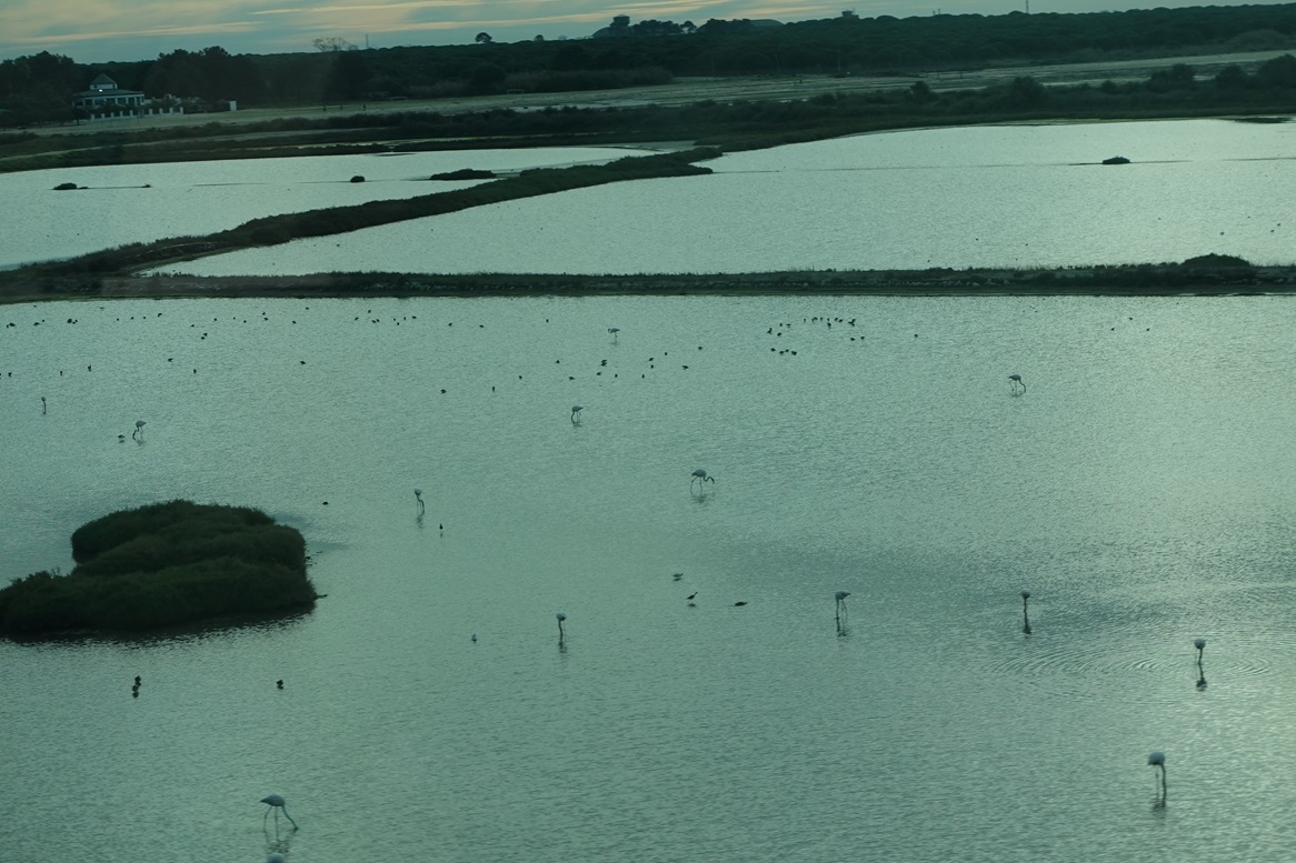 Flamingos