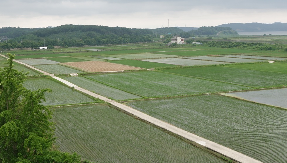 Ricefields in the DMZ