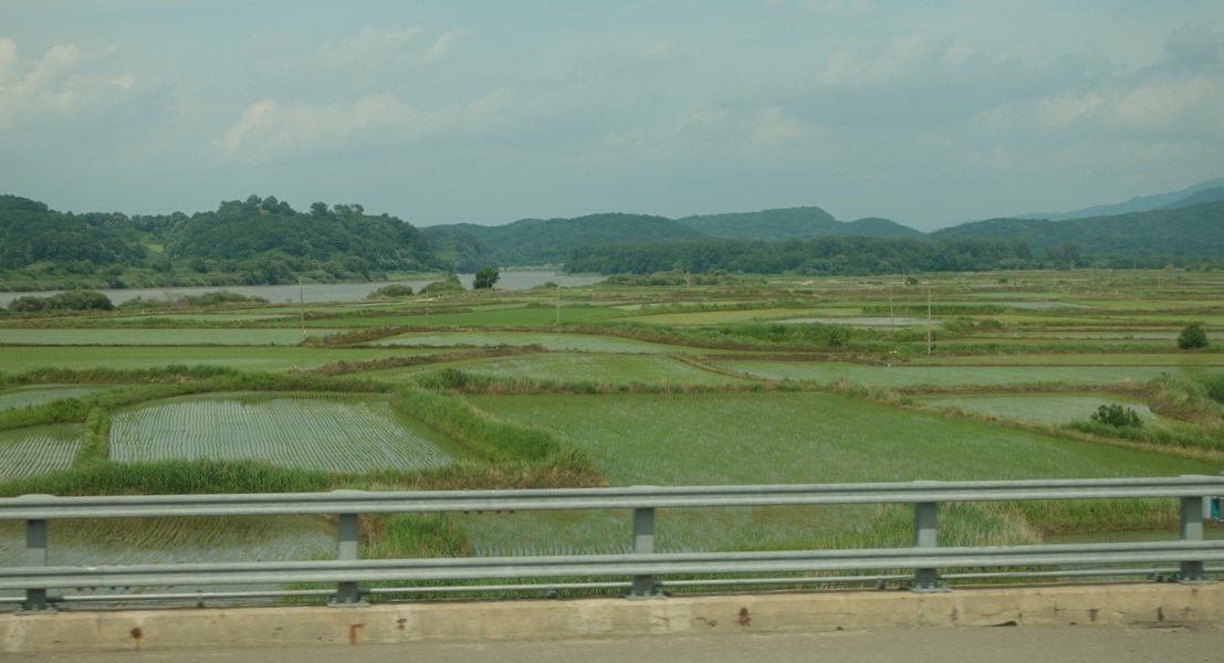 Rice fields in the DMZ