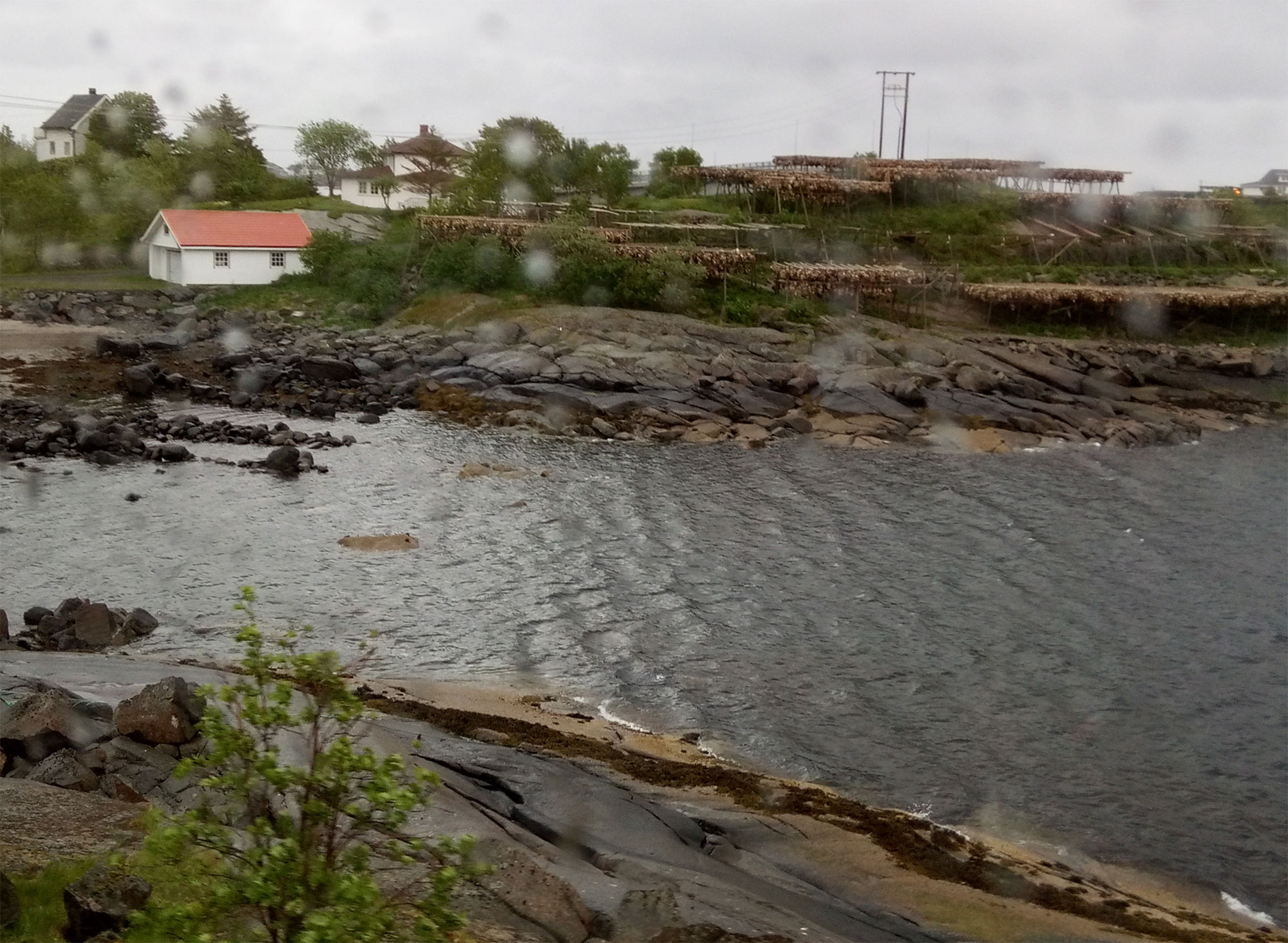 Cod drying on Lofoten