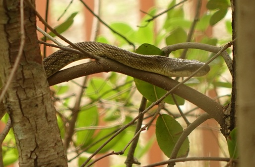 Snake in Noborioji Park