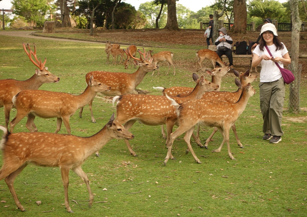 Nara deer park
