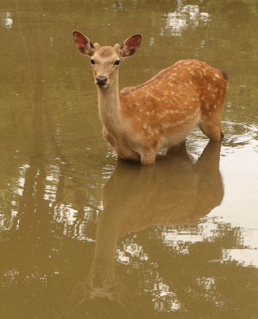 Nara deer in a pond