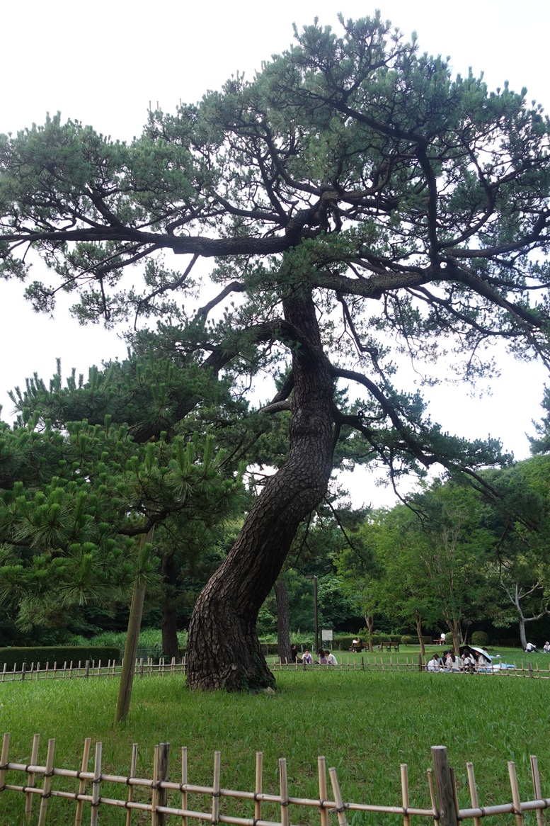 Black Pine Tree in Yoyogi Park, Tokyo