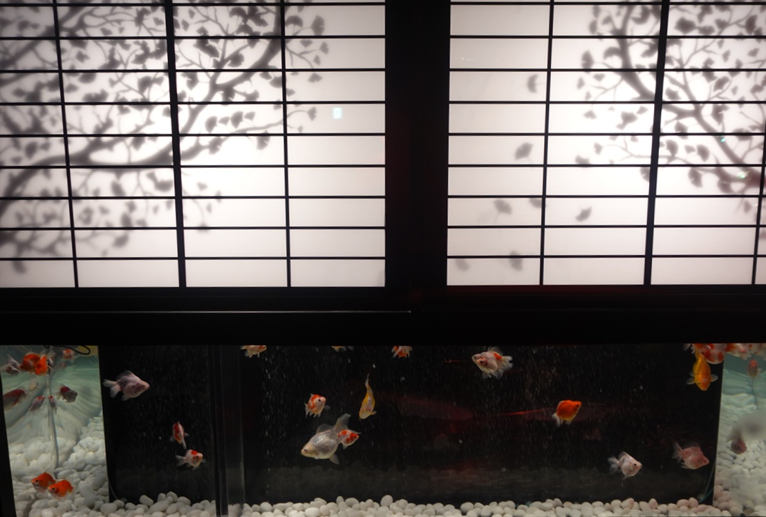Art Aquarium