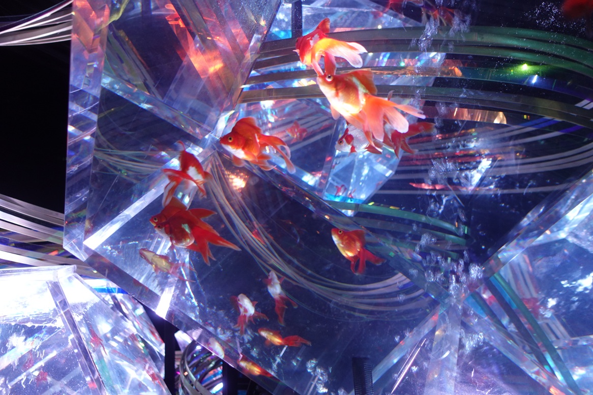 Art Aquarium