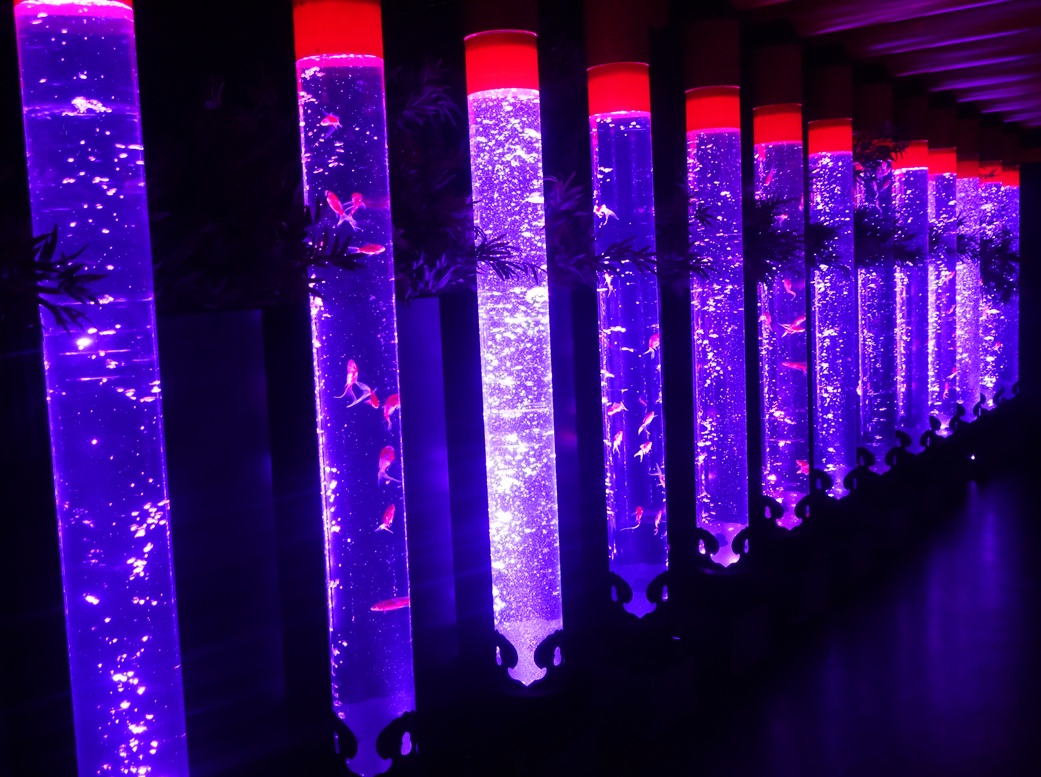 Art Aquarium
