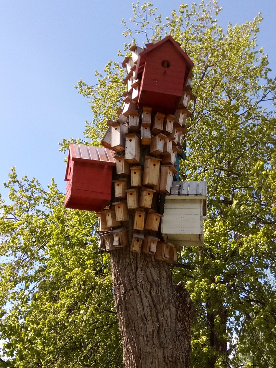 Luleå birdnests