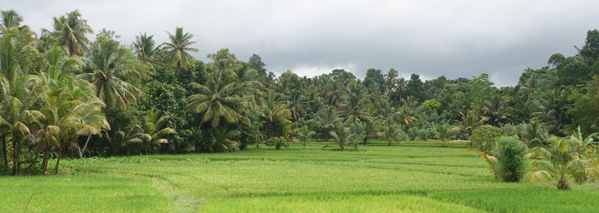 Typical countryside