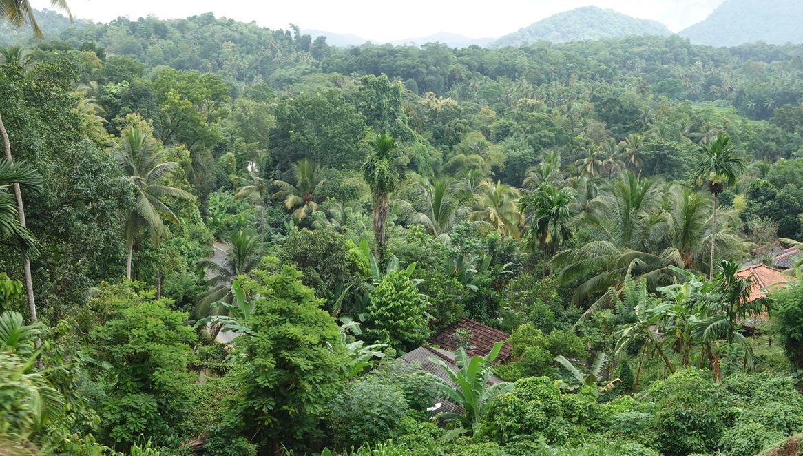 Rainforest