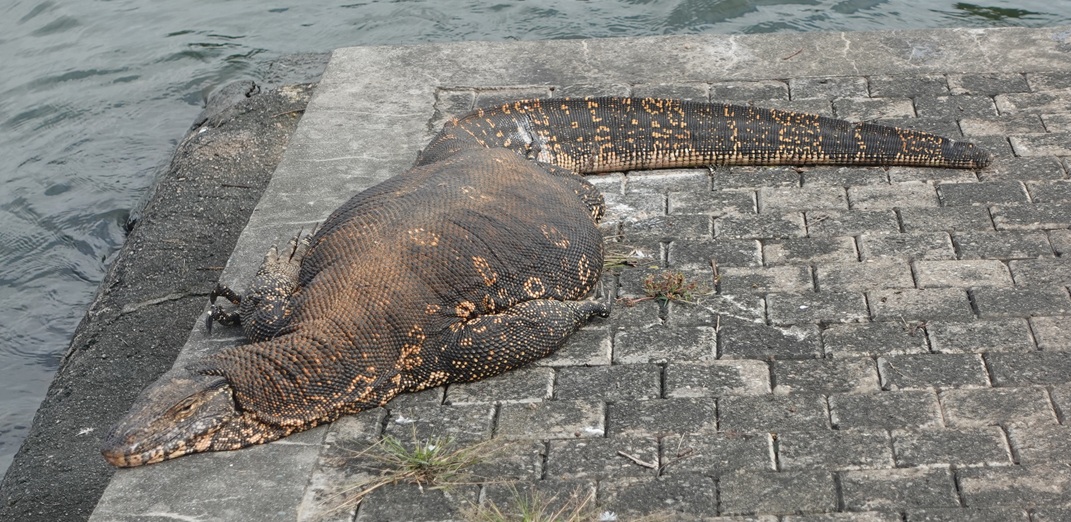 Iguana at the lakeside