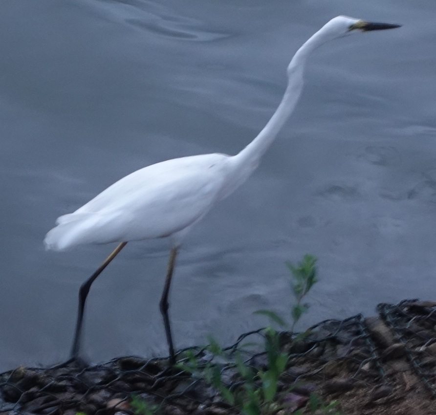 Wader on the shore of Lake Kandy