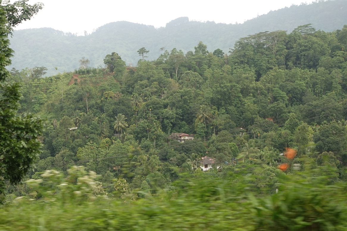 Tropical rainforest