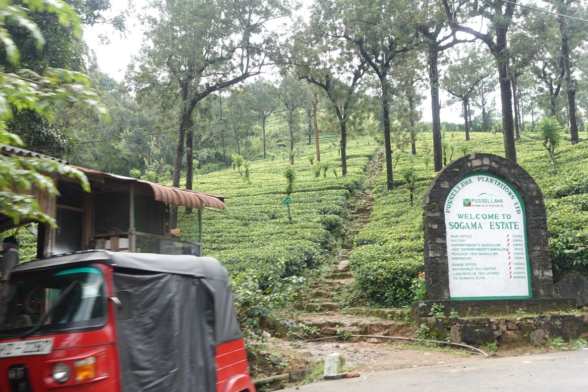 A tea plantation in the highlands
