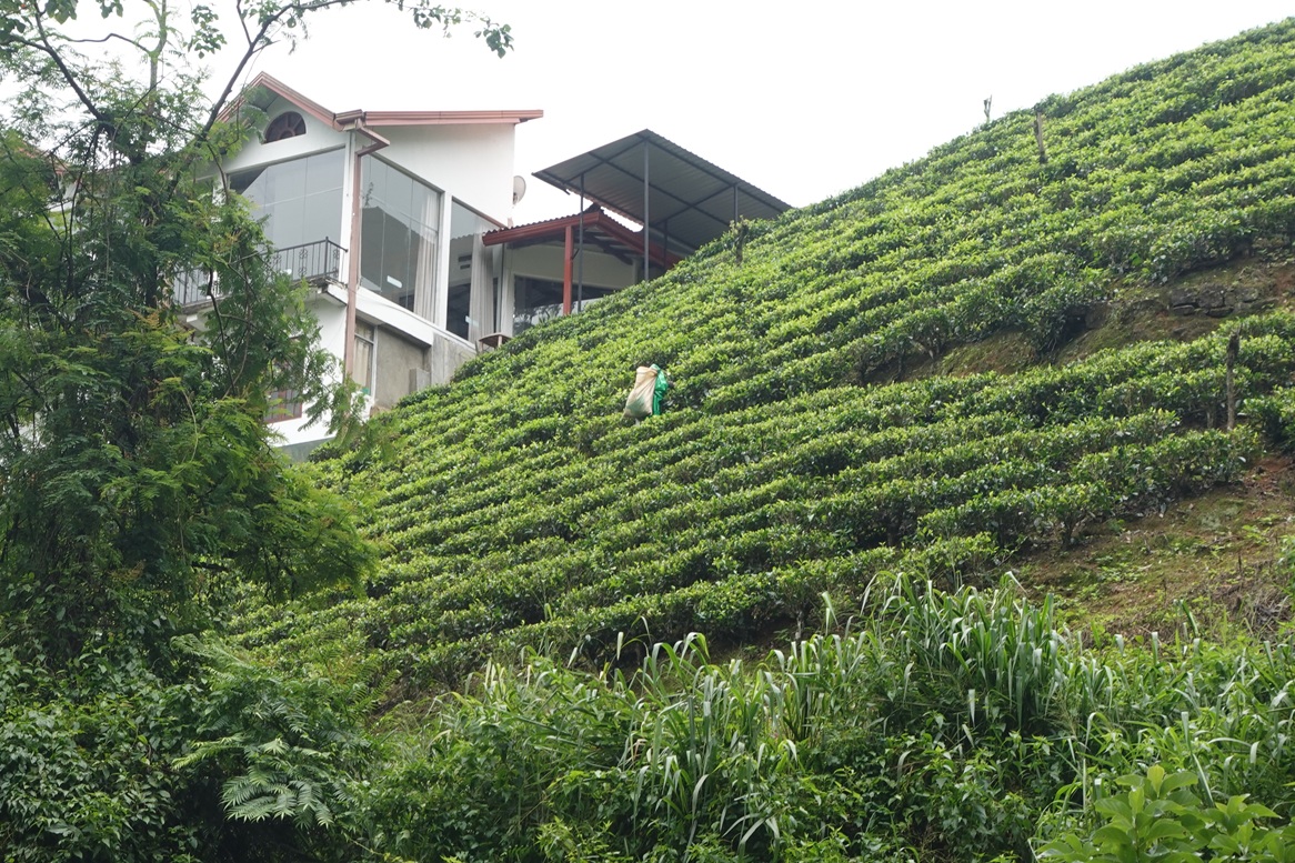 A tea picker