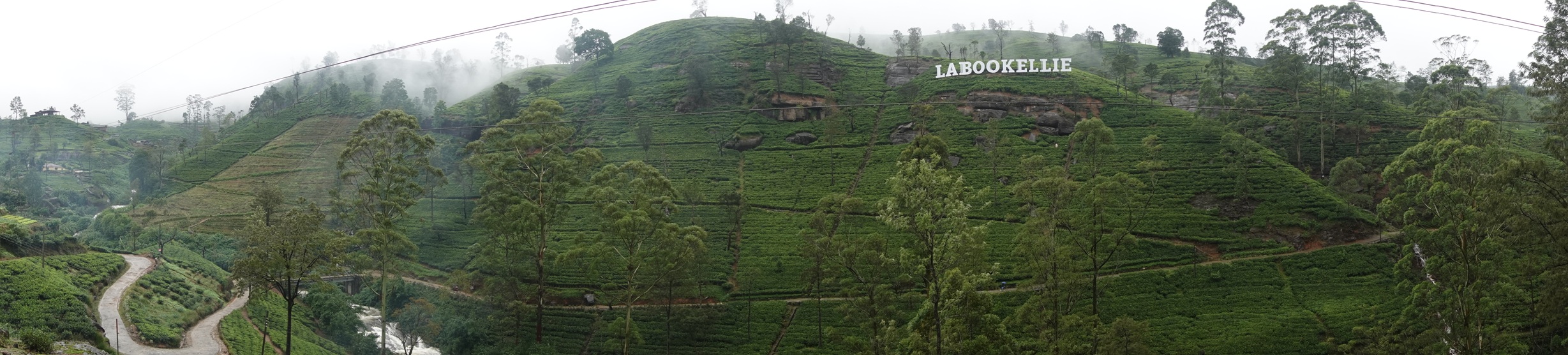 Panorama of a tea plantation hillside.