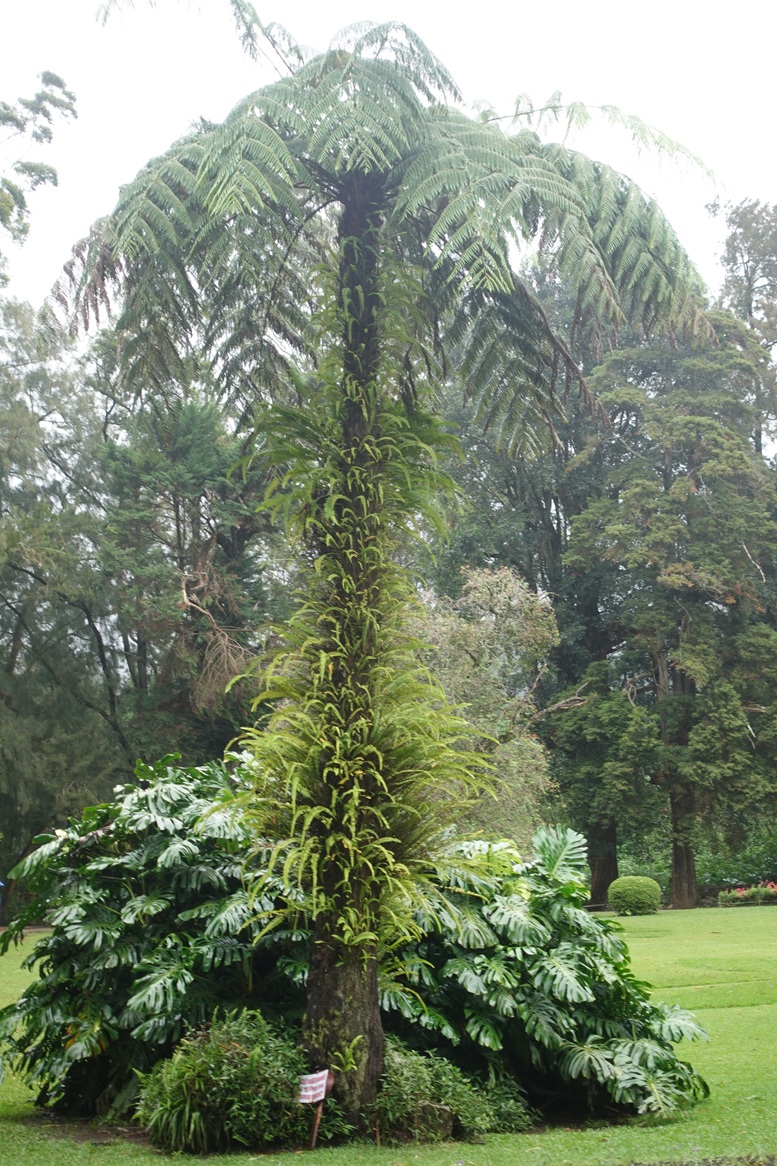Victoria Gardens