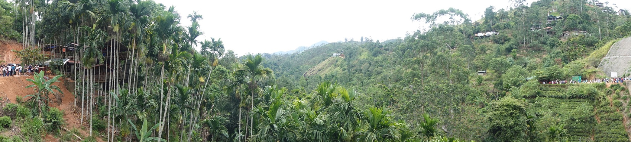 Rain forest
