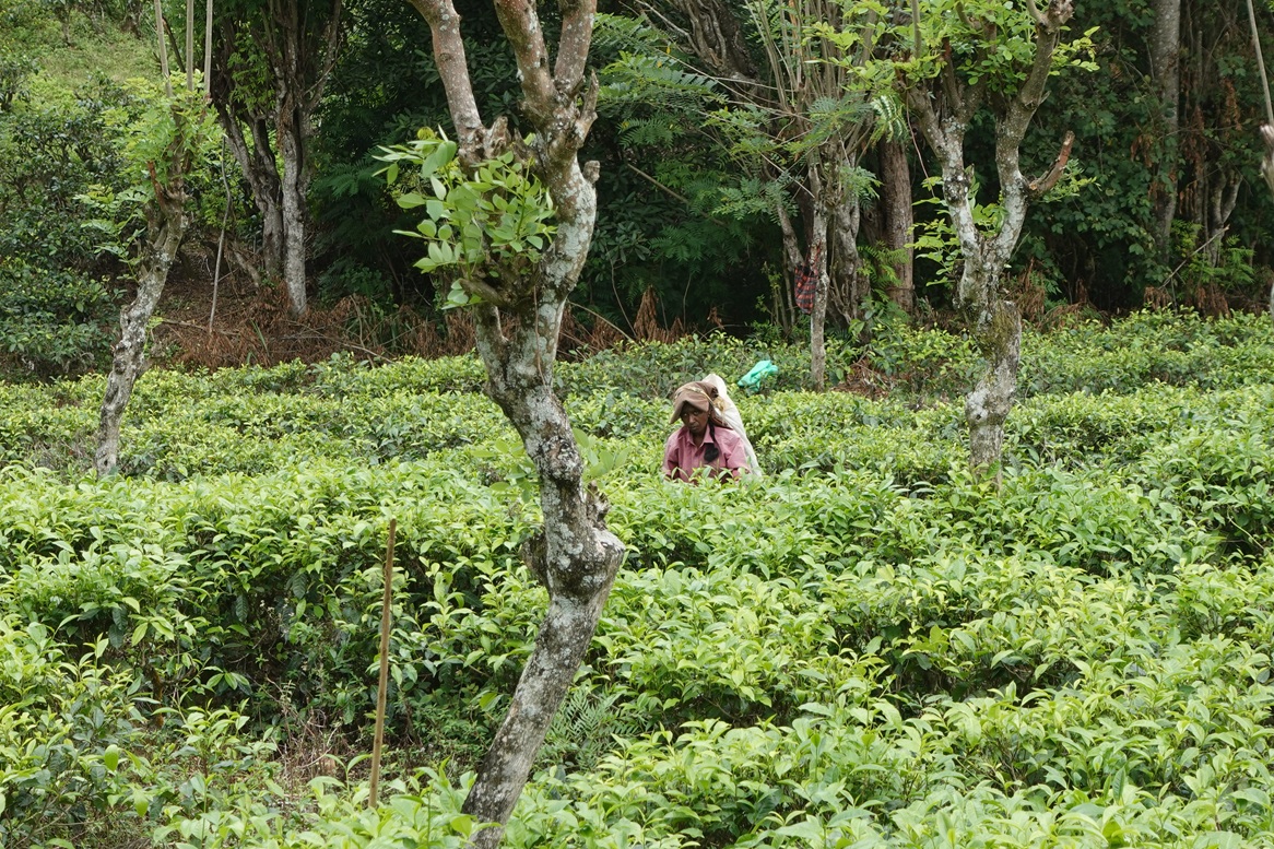Tea picker