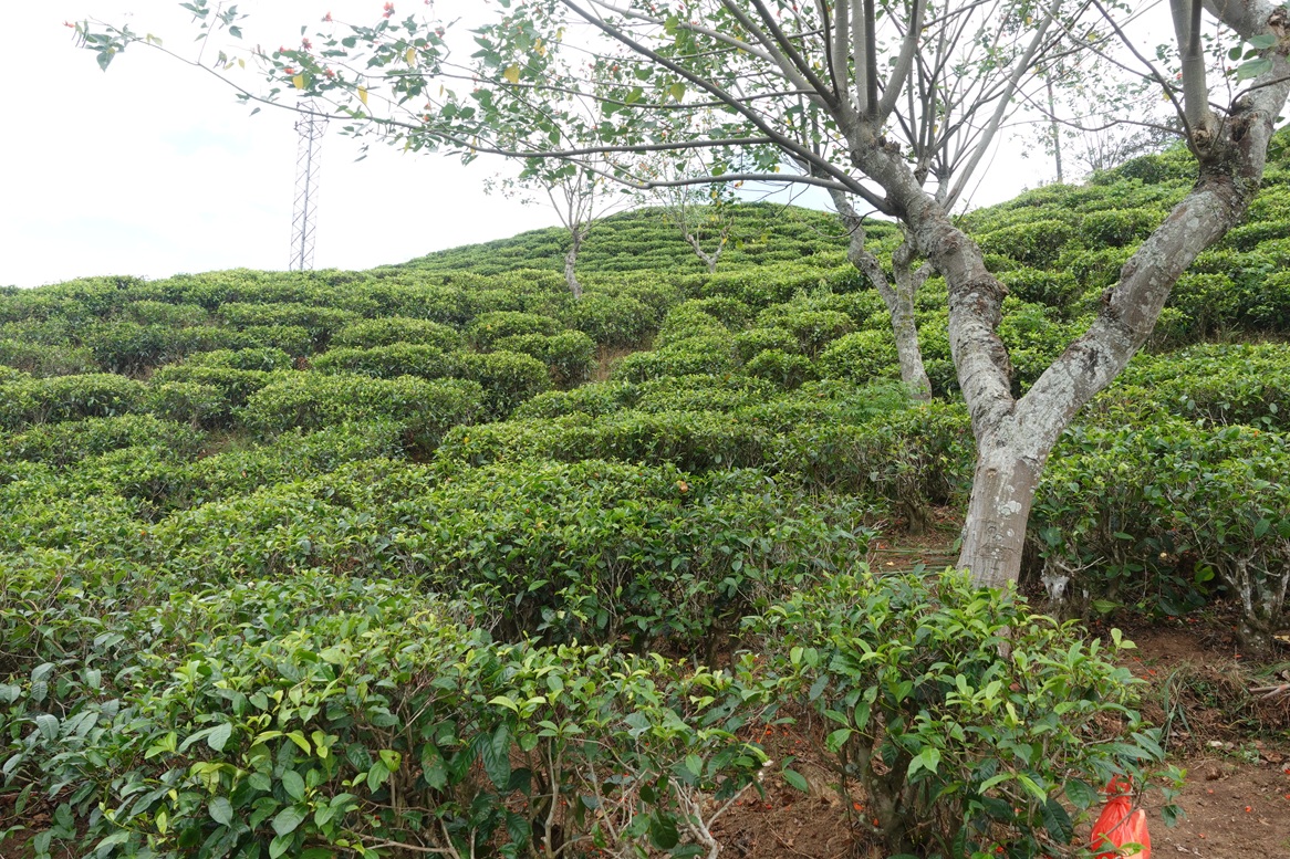 Tea plantation
