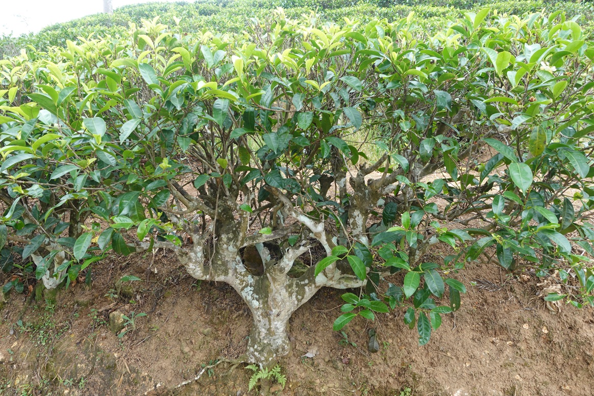 Close-up of a tea tree