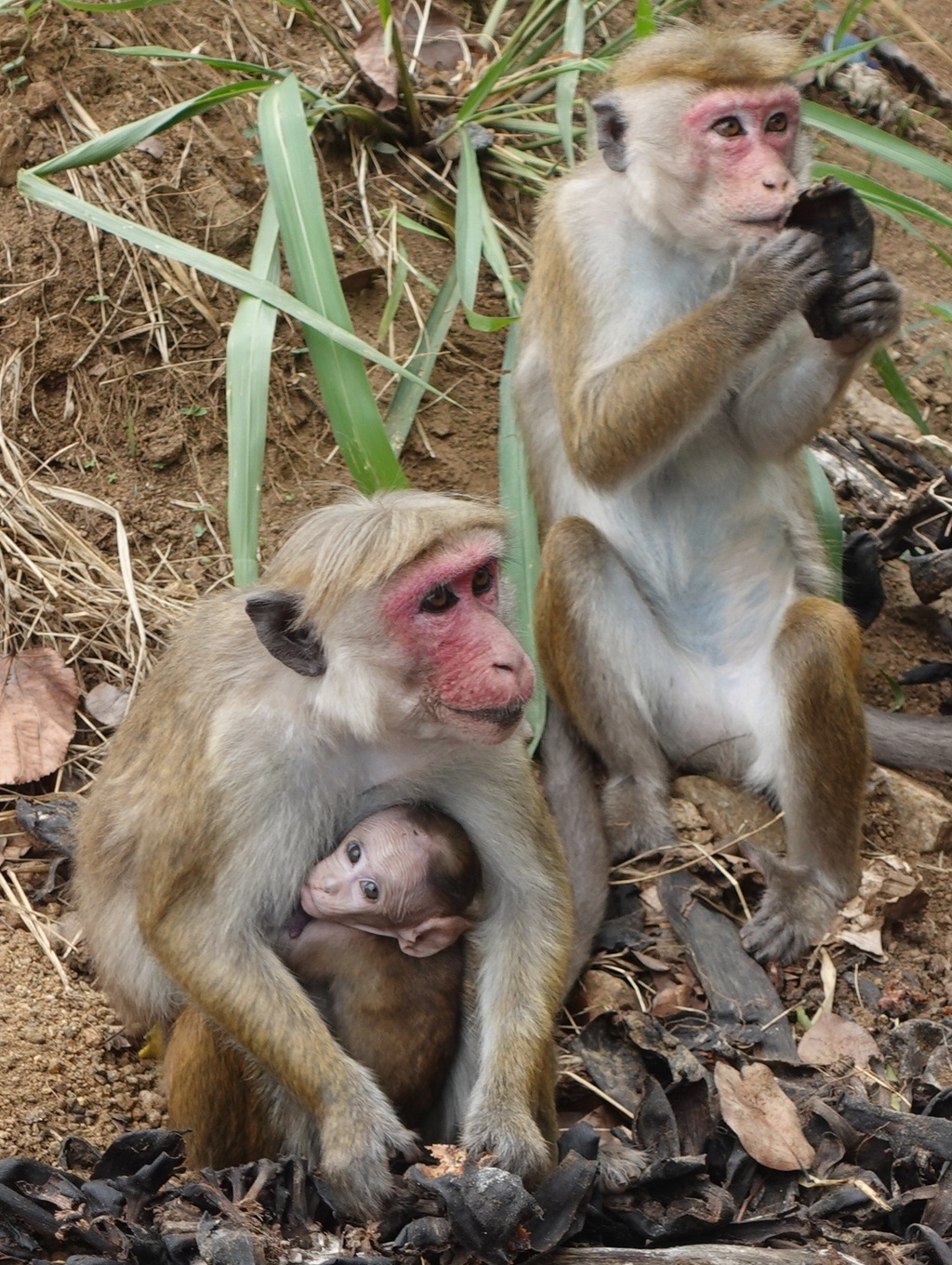 Toque macaque monkeys