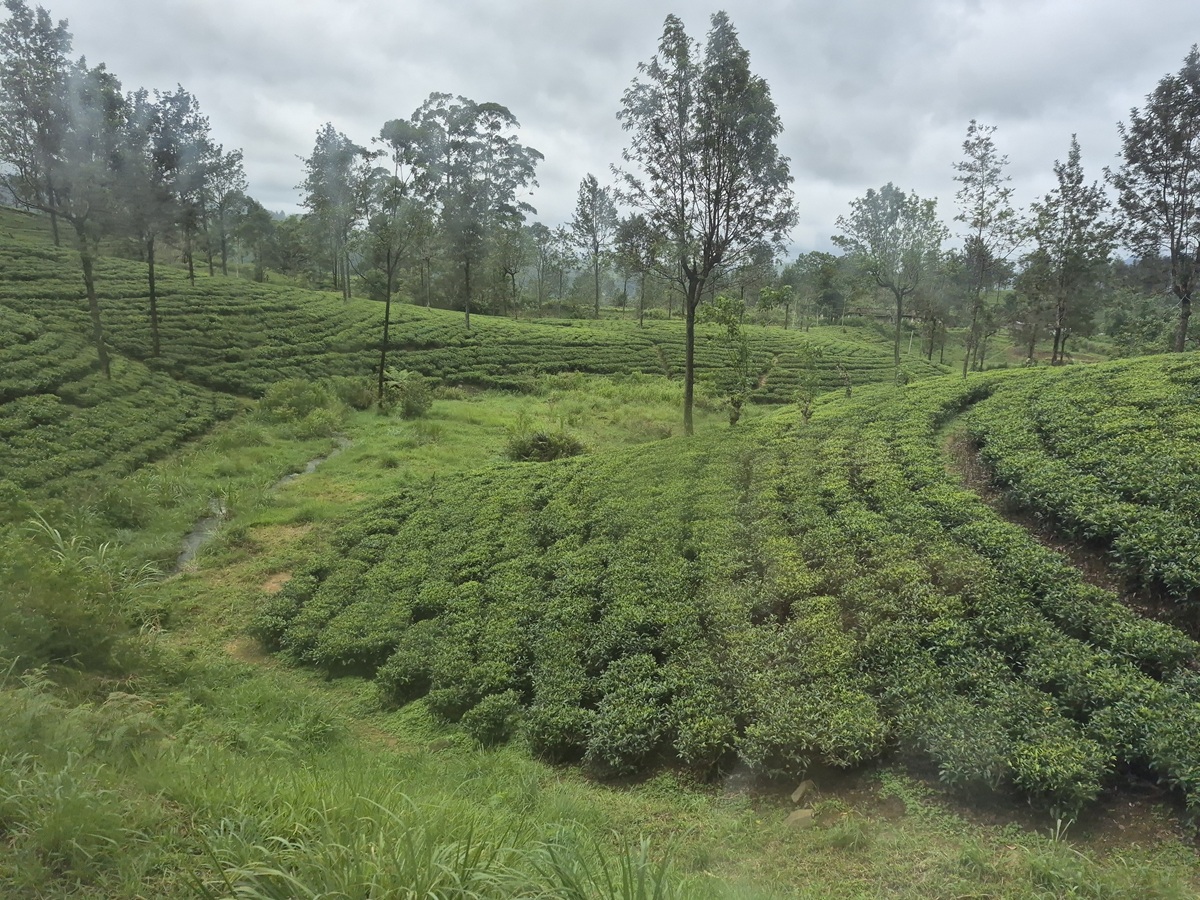 Tea plantation from the train between Ella and Kandy, Central highlands