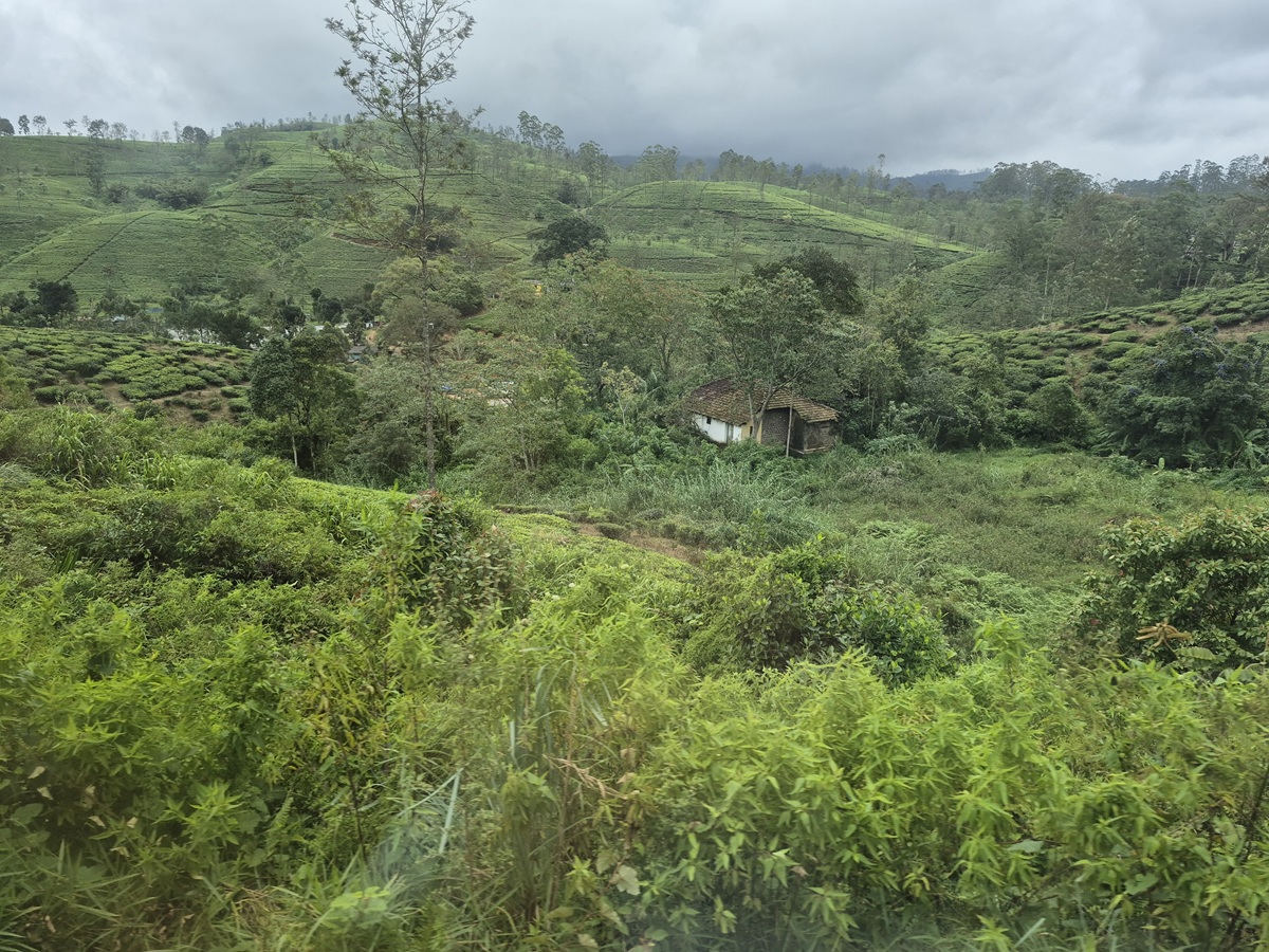 Typical scene of small landholdings, between Ella and Kandy, Central highlands