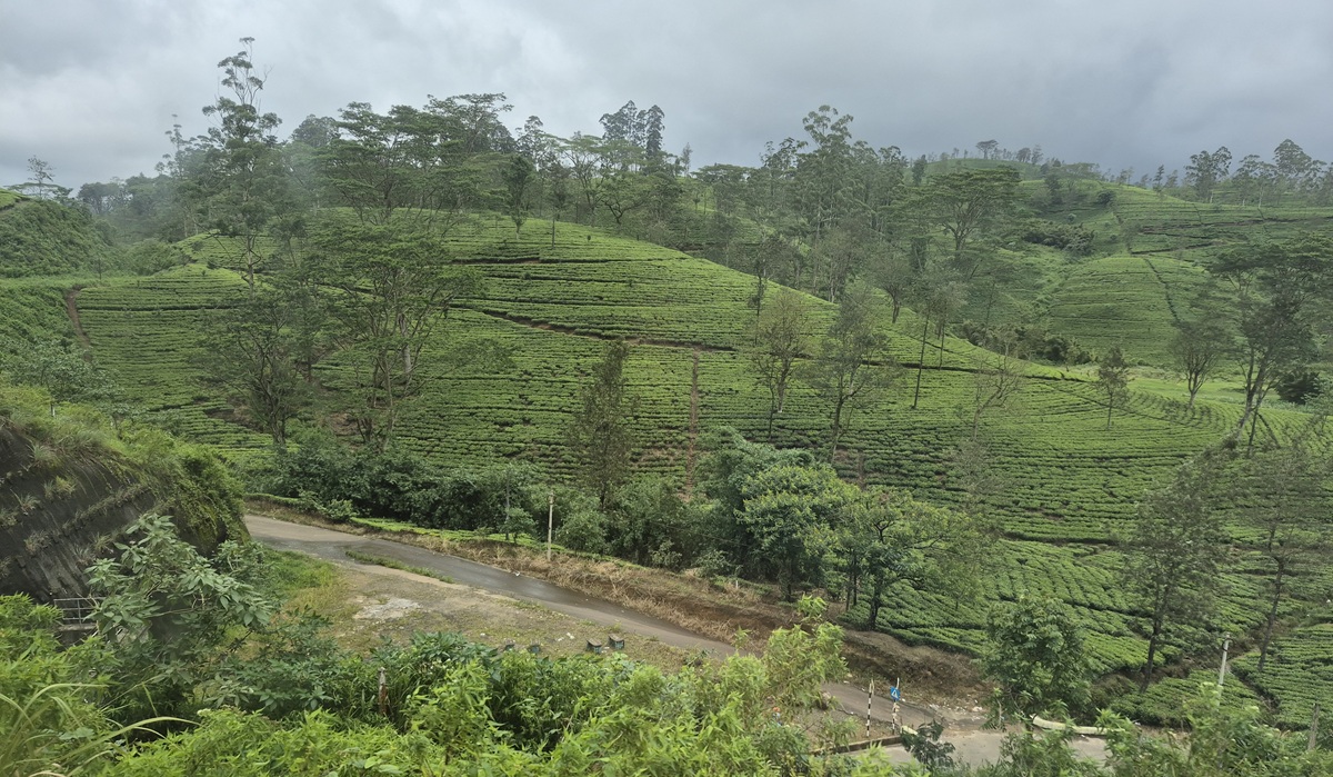 Tea plantation between Ella and Kandy, Central highlands