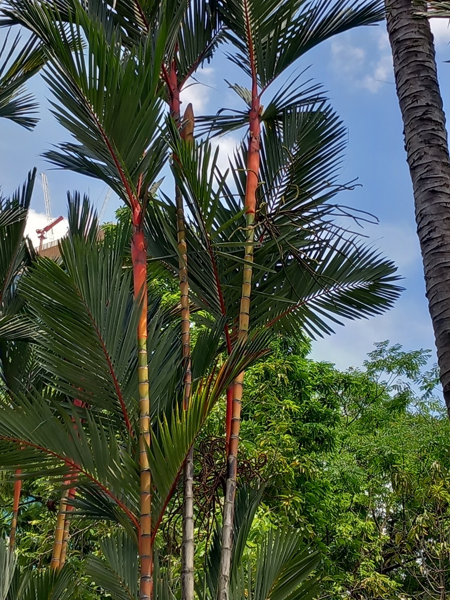 Bird Park, Kuala Lumpur