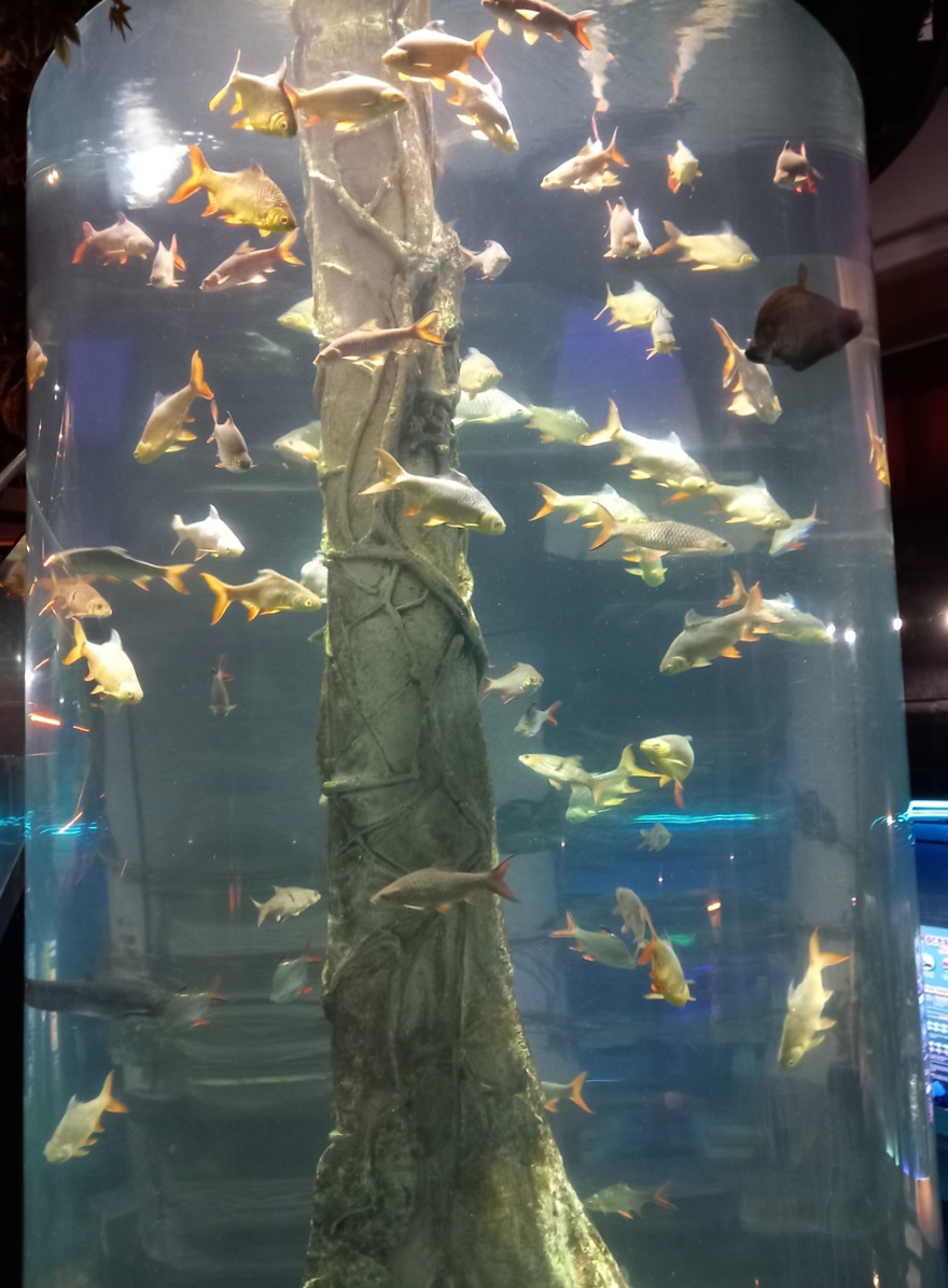 Aquarium