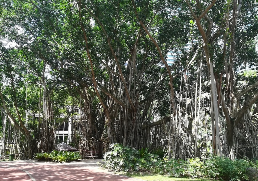 A cluster of native trees in the KLCC Park, downtown Kuala Lumpur